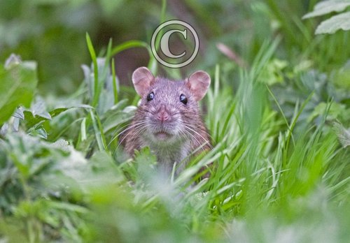 Brown Rat 4 DM0366